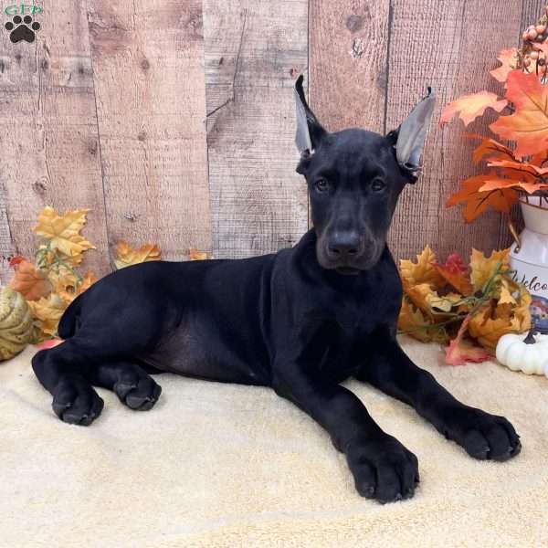Diamond- Melanistic, Doberman Pinscher Puppy